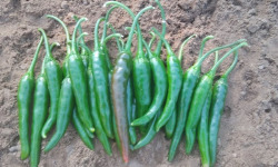 HERBA HUMANA - Piment Jwala - 172g