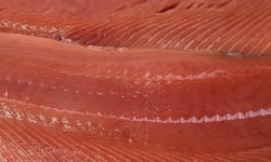 La Criée d'à Côté - Pavés de Saumon Kéta Sauvage