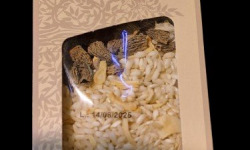 Boucherie Charcuterie Traiteur Lionel Ghérardi - Risotto aux morilles - 175g