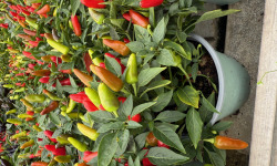 L’Oliveraie du Coudon - LOT DE 4 POTS DE PIMENTS DIVERS