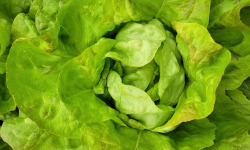Les Jardins de Gérard - Salade Laitue pommée Bio
