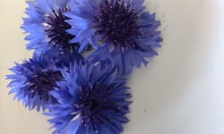 Rébecca les Jolies Fleurs - Fleurs de bleuet