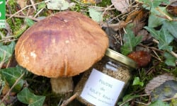 Terres EnVie - Champignon Bio - Bolet Orangé Des Chênes En Poudre