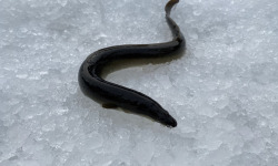 Pêcheur Toni  Micheau - Anguilles Jaunes Sauvages 500g - Entières (3 À 6 Pièces)