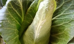 Aux Jardins des Colibris - Panier de choux Bio