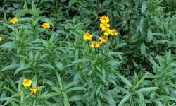 Nature et Saveurs - Ferme Aquaponique et Permacole Astérienne - Estragon du Mexique frais – Bouquet parfumé unique