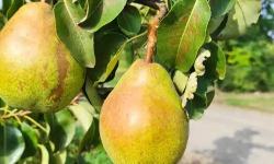 Nature et Saveurs - Ferme Aquaponique et Permacole Astérienne - Poire Comice — fondante et intensément aromatique