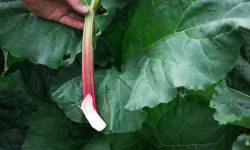 Maison Argentain - Rhubarbe - 900g