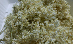 Rébecca les Jolies Fleurs - Fleurs de sureau