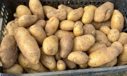 L’Echo Paysan - Pomme de terre Variété Babylon bio x10kg