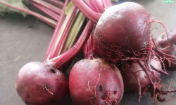 Ferme de Carcouet - Betteraves Rouges Bio - 500 g