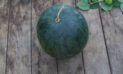 HERBA HUMANA - Pastèque 5kg