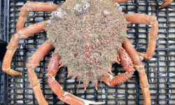 Le Termer - Araignée de mer moussette vivante