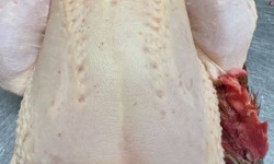 Ferme de la Paumerais - POULET DE LA FERME 2 KG DECOUPE