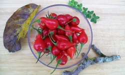 SCEA HERBA HUMANA - Piment frais Biquinho Rouge 110g