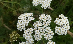 La Cabane à plantes - Infusion Achillée Millefeuille