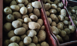Mademoiselle Châtaigne - Pomme de terre Marabel Grosses