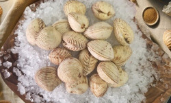Famille Guezel - Praires Fraîches de Bretagne 500g
