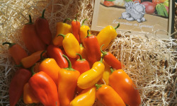 Les Jardins de Gérard - Mini poivrons bio 1 KG x 3