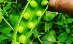 La Ferme de Milly - Anjou - Petits pois 5kg
