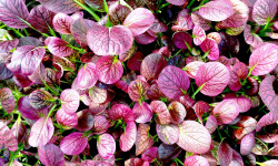 Nature et Saveurs - Ferme Aquaponique et Permacole Astérienne - Jeunes feuilles de tatsoi ARAX — douceur et croquant asiatique