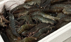 Agriloops - Gambas bretonnes fraîches 30/50 – 2 kg