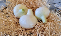 Les Jardins de Gérard - Oignon doux Cénol Bio - 500 g