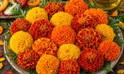 Nature et Saveurs - Ferme Aquaponique et Permacole Astérienne - Fleur de tagète rose d’Inde – intensité et signature visuelle