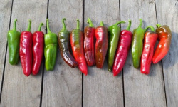 HERBA HUMANA - Piment frais Frigitello type Padrón 400g