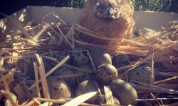Des Poules et des Vignes à Bourgueil - 15 Oeufs de cailles