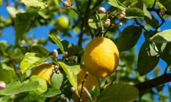 Les Hespérides - Coopérative de la Riviera Française - Citron de Menton IGP 5kg