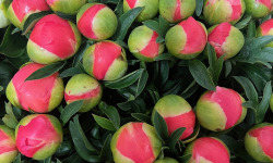 Domaine Reverchon - Pivoines Bouquet 5 tiges