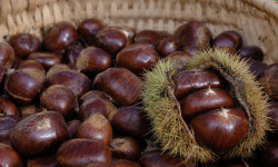Naturélium - Châtaigne Comballe d'Ardèche fraîche