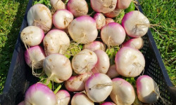 La Ferme de Goas Per - Navet bio - 500gr
