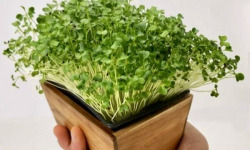 Horssol - Ferme urbaine - Micro-pousse de Mizuna verte x4 barquettes