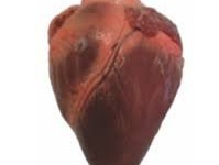 Des Poules et des Vignes à Bourgueil - Cœur de brebis