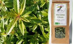 L'Agricueilleur du Suzon - Infusion Verveine citron BIO
