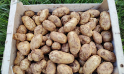 L’Echo Paysan - Pomme de Terre Nouvelle Bio 1kg