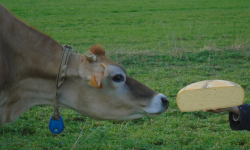 La Ferme de l'Abbaye - Fromage d'Abbaye : La Demi Royale Du Berry En 4kg