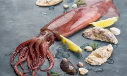 Brest Marée - Encornet