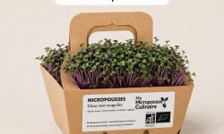 Ma Micropousse culinaire - Micro-pousses bio de chou-rave rouge (Red Kohlrabi) – 4 barquettes