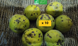 LES JARDINS DE KARINE - Coing à transformer - 10kg