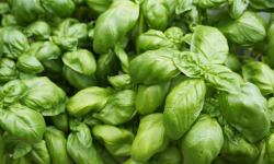 La Ferme de Goas Per - Bouquet de basilic bio