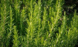 Les Herbes du Roussillon - Romarin frais - 3kg