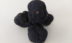 ALENA la Truffe d'Aquitaine - Truffe noire du Périgord fraîche (tuber melanosporum) - 50g