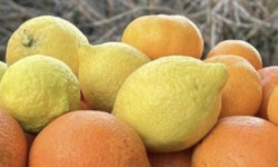 L'OLIVERAIE DU COUDON - PANIER AGRUMES FRAÎCHEUR – 8 KG DE SOLEIL