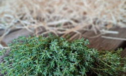 Les Jardins de Gérard - Thym Bio - 50 g x 10