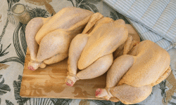 Ferme des Gravelines - Poulet entier fermier BIO 1,8kg – Lot de 3