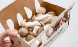 Les Myconautes - Pleurotes panicaut Bio - Barquette 250g