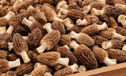 Cham B - [Précommande] Morilles fraîches cultivées en Charente 2kg